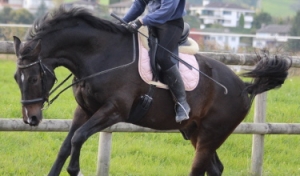 Angstreiten Angstfrei Reiten